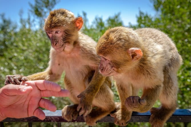 Gibraltar Skywalk & Bridge tour and Much More 3.30hrs - Frequently Asked Questions