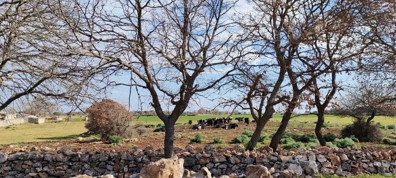 Gioia del Colle: E-Bike Tour through Vineyards & Wine - Who Would Enjoy This Experience Most?