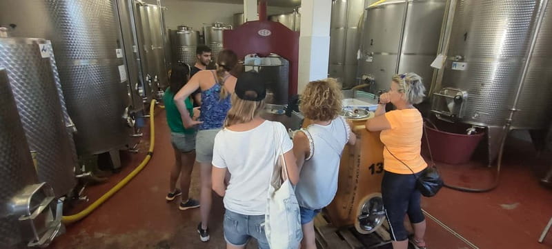 Gioia del Colle: Primitivo Wine Tasting in Local Winery - Final Thoughts: Who Should Sign Up?