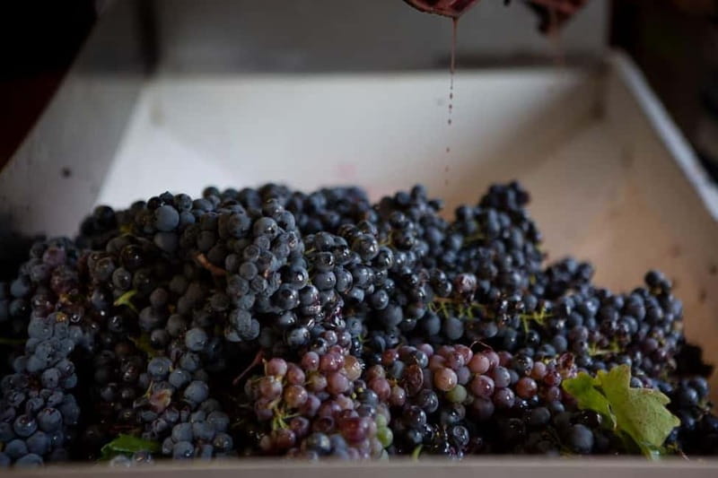 Gioia del Colle: Primitivo Wine Tasting in Local Winery - FAQ