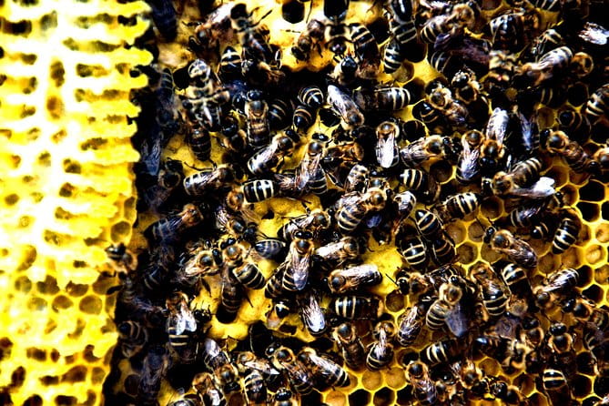 Give Bees a chance! - An In-Depth Look at What to Expect