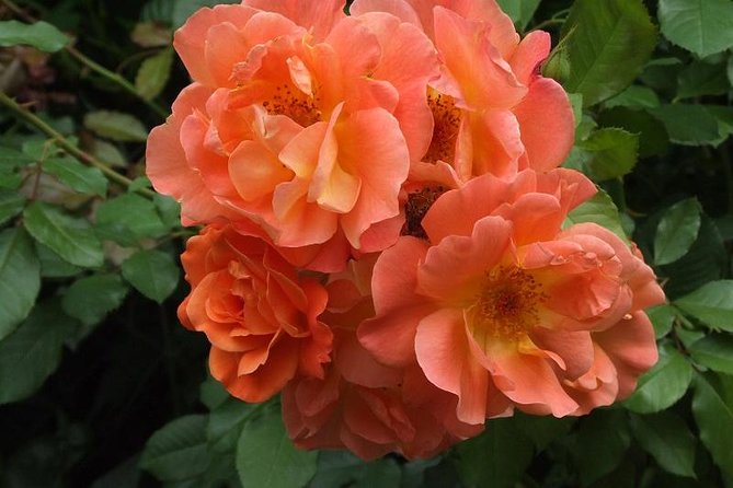 Giverny Monets House and Gardens Small-Group Tour Hotel Pick-up - Cancellation Policy