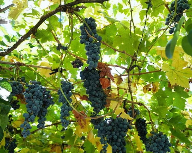 Gjirokaster: Vineyard, Wine Tasting & Farm-to-Table Dining - Gjirokaster: Vineyard, Wine Tasting & Farm-to-Table Dining — A Flavorful Escape in Albania