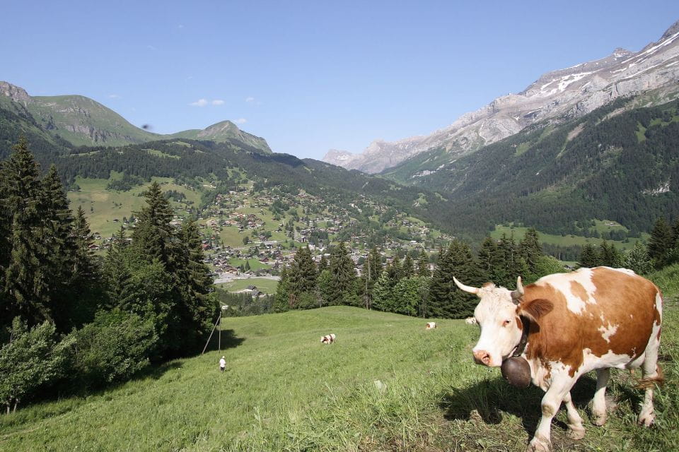 Glacier 3000: High Level Experience Private Tour - Language Options