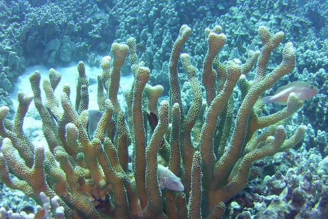 Glass-bottom Boat Reef Tour - Spotting Dolphins and Whales