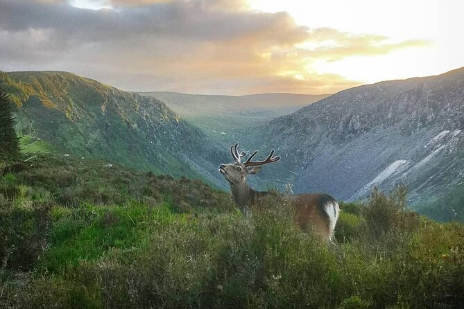 Glendalough Night Hike and History Tour - Local Wildlife and Glendalough History