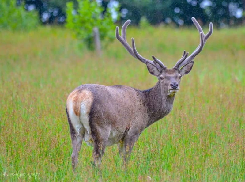Glenfinnan: Glenaladale cruise, see the train and eagles 2hr - Key points / Takeaways