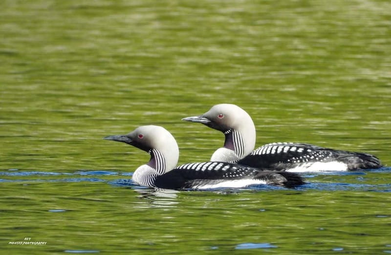 Glenfinnan: Glenaladale cruise, see the train and eagles 2hr - Exploring the Glenfinnan: Glenaladale Cruise in Detail