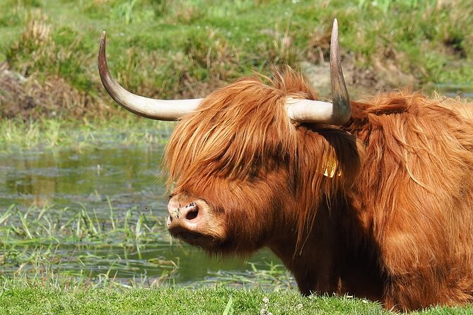 Glenfinnan Viaduct & the Great Glen Private Tour From Inverness - Cinematic Landscapes