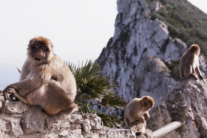 Go Tours 360° Experience in Gibraltar with Professional Guide - Exploring Gibraltar with the Go Tours 360° Experience