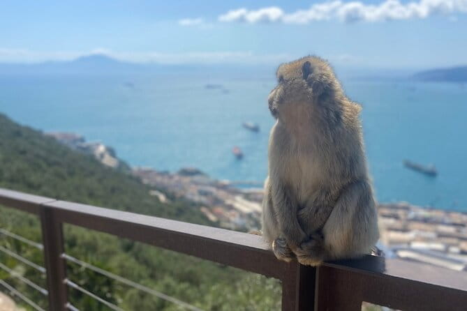 Go Tours Private Rock Experience Tour in Gibraltar - Exploring Gibraltar with a Private Guide: What You Can Expect
