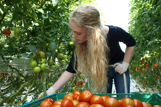 Golden Circle Day Trip With Fridheimar Greenhouse Visit From Reykjavik - Transportation and Amenities