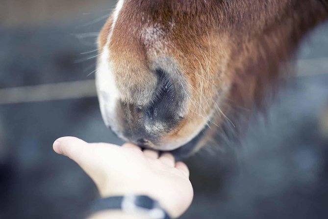 Golden Circle & Kerid Day Tour by Minibus From Reykjavik - Inclusions