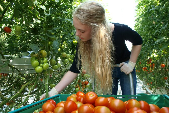 Golden Circle Tales, Tomato Farm & Kerid! Small Group Adventure - Icelandic Culture and Cuisine