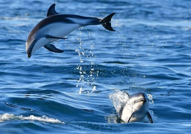 Golfo Aranci: boat tour in the Tavolara Protected Area - Key Points / Takeaways