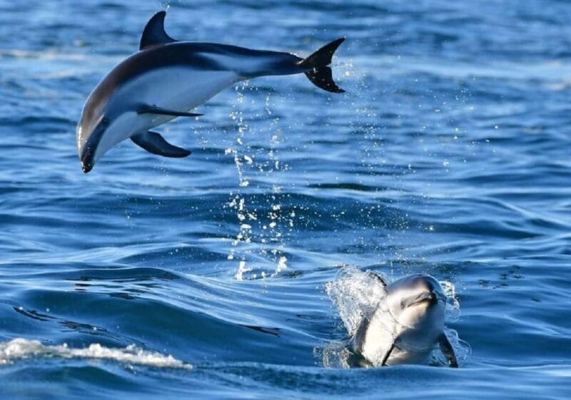 Golfo Aranci: boat tour in the Tavolara Protected Area - Price and Practical Tips