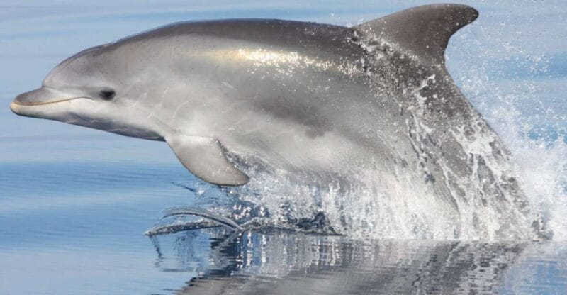 Golfo Aranci: Eco-Friendly Dolphin Watching Boat Trip - Key points / Takeaways