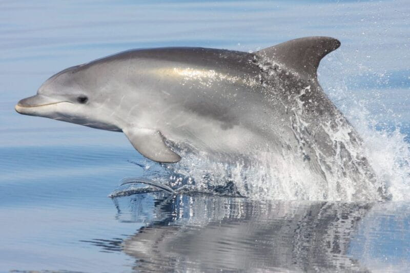 Golfo Aranci: Eco-Friendly Dolphin Watching Boat Trip - The Value of a $39.86 Dolphin Tour