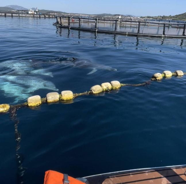 Golfo Aranci: Paddleboard Glow Tour SUP experience aperitivo - Exploring Sardinia’s Coast on a SUP with LED Lights