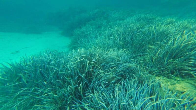 Golfo Aranci: snorkelling in Cala Moresca - Who Will Love This Tour?