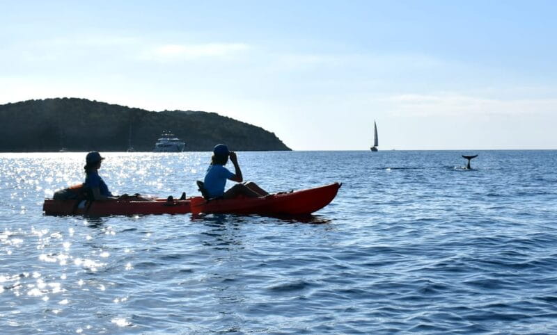 Golfo Aranci: Sunrise Dolphin Kayak Tour with Breakfast - Who should book this tour?