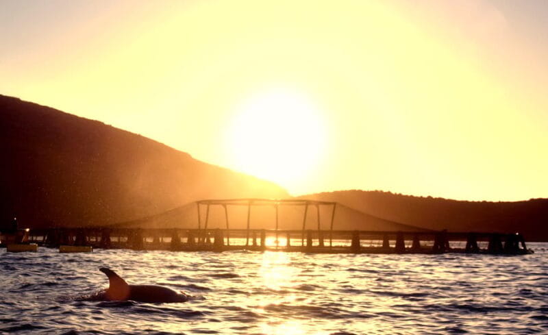 Golfo Aranci: Sunrise Dolphin Kayak Tour with Breakfast - FAQ: Practical questions about the sunrise dolphin kayak tour