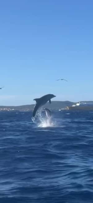 Golfo Aranci tour SUP Paddleboard Dolphin watching, aperitif - Discovering Sardinia’s Seaside Charm on a SUP Paddleboard Dolphin Watching Tour