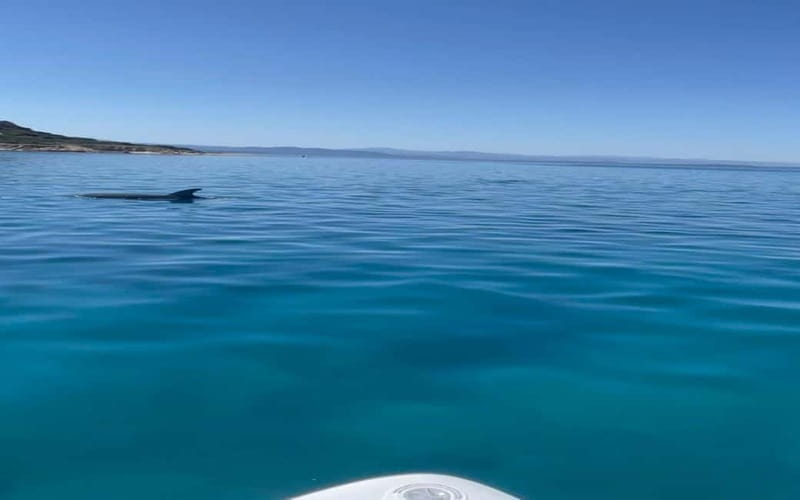 Golfo Aranci tour SUP Paddleboard Dolphin watching, aperitif - Key Points / Takeaways