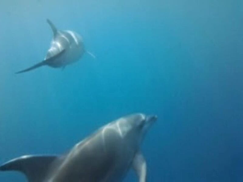 Golfo Aranci tour SUP Paddleboard Dolphin watching, aperitif - Frequently Asked Questions