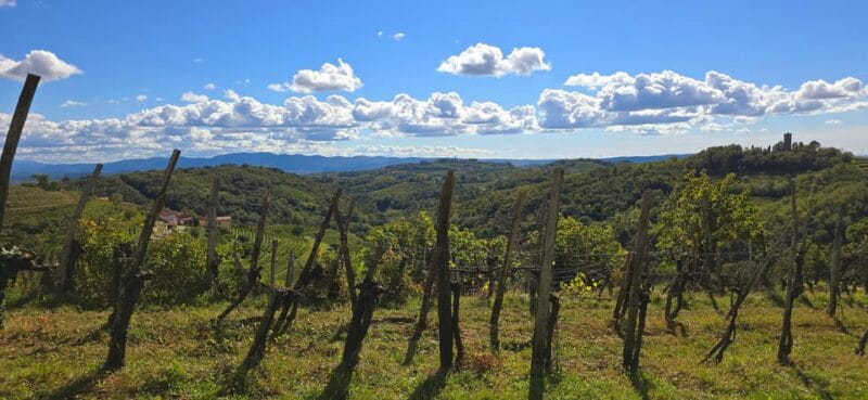 Gorika Brda: Wine Walk and Tasting - Key points / Takeaways