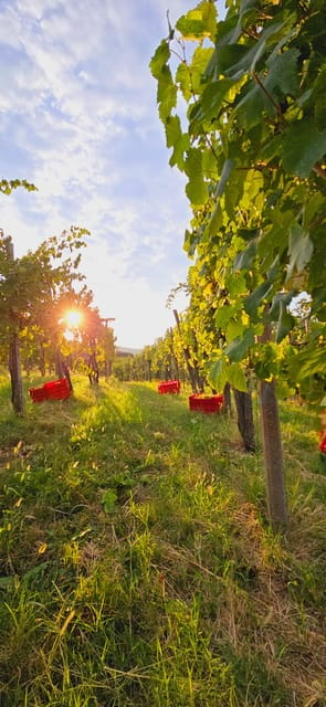 Gorika Brda: Wine Walk and Tasting - Exploring the Itinerary in Detail