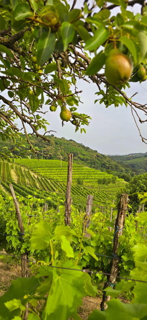 Gorika Brda: Wine Walk and Tasting - Who Will Love This Tour?