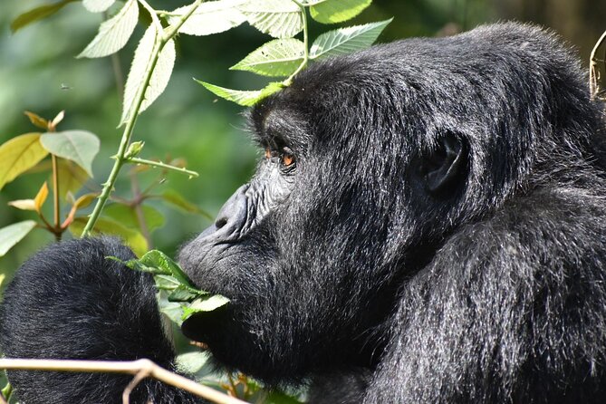 Gorilla & Chimpanzee Trekking in Uganda - 5 Days - Gorilla Trekking Experience