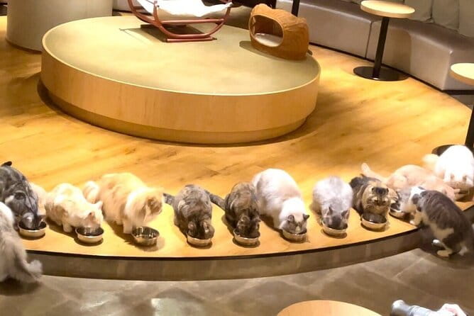 Gotokuji Cat Temple Shinjuku Cat Cafe and 3D Cat Tour - Key Points