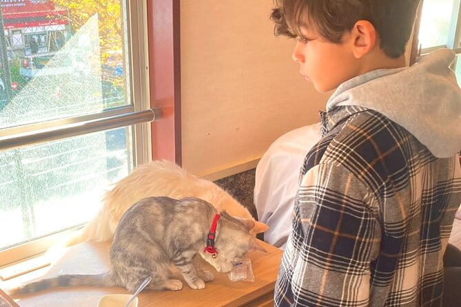 Gotokuji Cat Temple Shinjuku Cat Cafe and 3D Cat Tour - Tour Participation Details