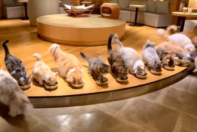 Gotokuji Cat Temple Shinjuku Cat Cafe and 3D Cat Tour - Highlights of the Cat Cafe