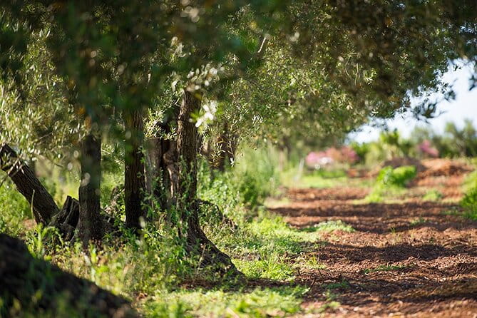 Gourmet Pizza Workshop and Wine Tasting - Entering the Sicilian Countryside: A Farm Tour Like No Other
