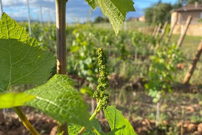 Gourmet walk in the gardens of Château Champ-Renard - Practical Tips for Making the Most of Your Visit