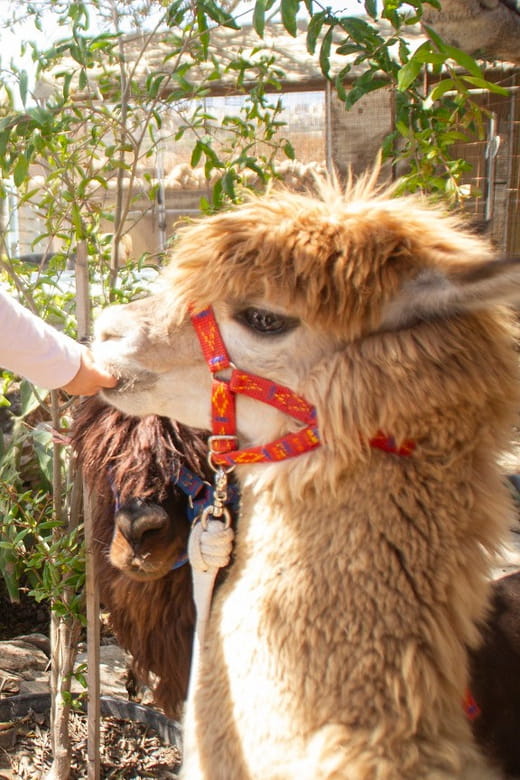 Gozo Alpaca Walks : with feeding and farm visit - A Walk in the Maltese Countryside with Alpacas