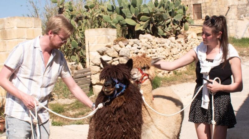 Gozo Alpaca Walks : with feeding and farm visit - Final Thoughts