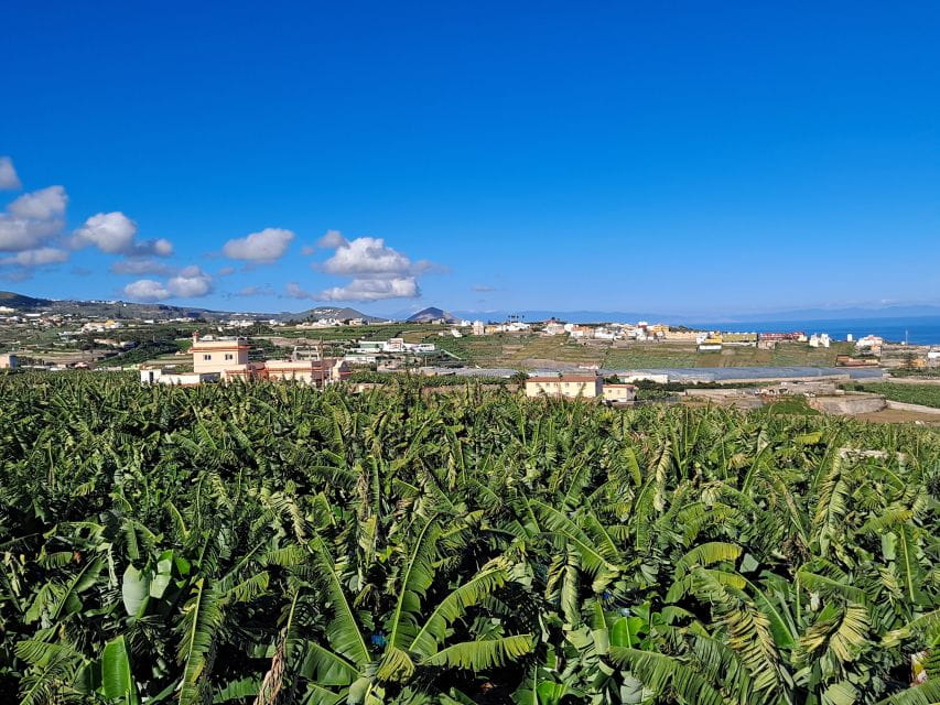 Gran Canaria: Banana World Guided Tour & Tasting - Customer Feedback and Ratings