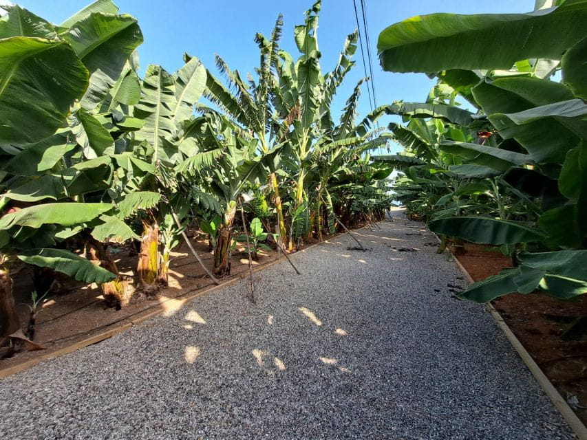 Gran Canaria: Banana World Guided Tour & Tasting - Booking and Cancellation Policy