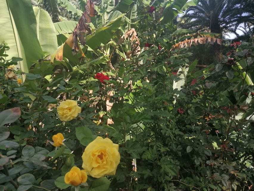 Gran Canaria: Camel Ride at Camel Safari Park - Tips for Your Visit