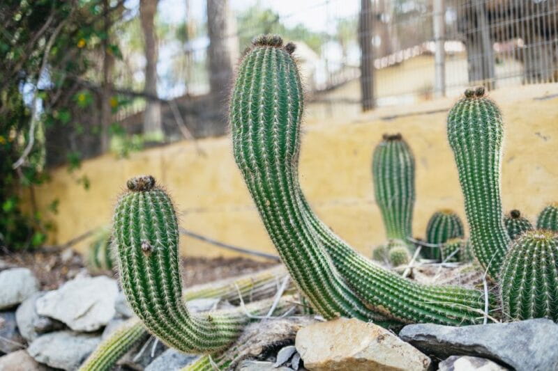 Gran Canaria: Camel Ride Safari w/ Optional Food & Transport - FAQ