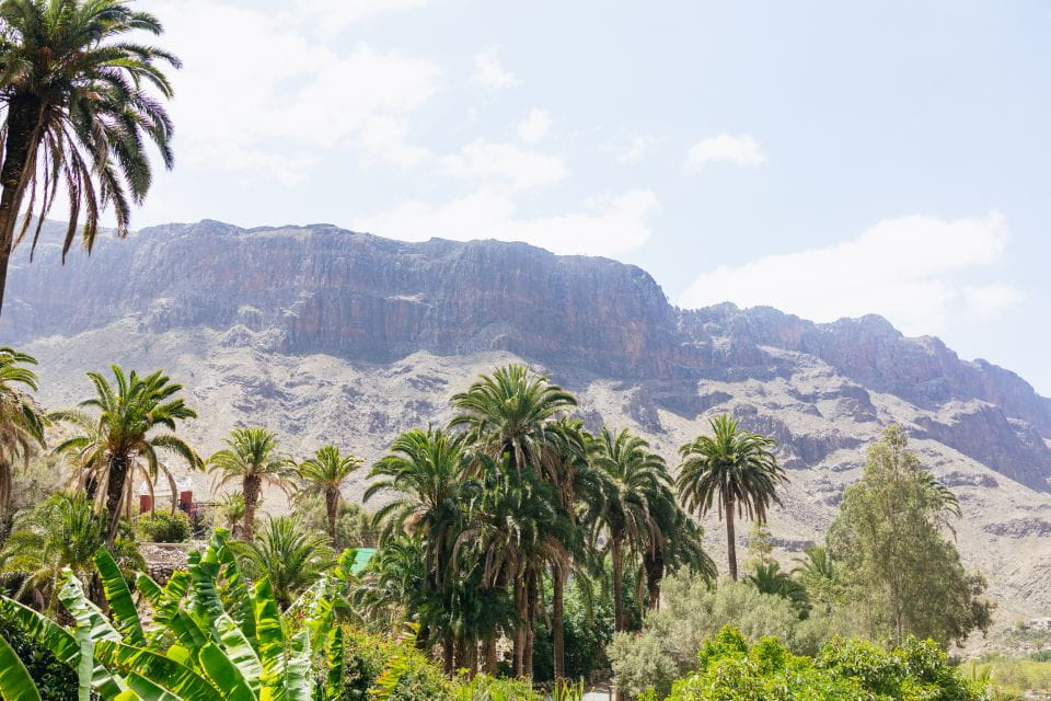 Gran Canaria: Camel Ride Safari W/ Optional Food & Transport - Inclusions of the Safari