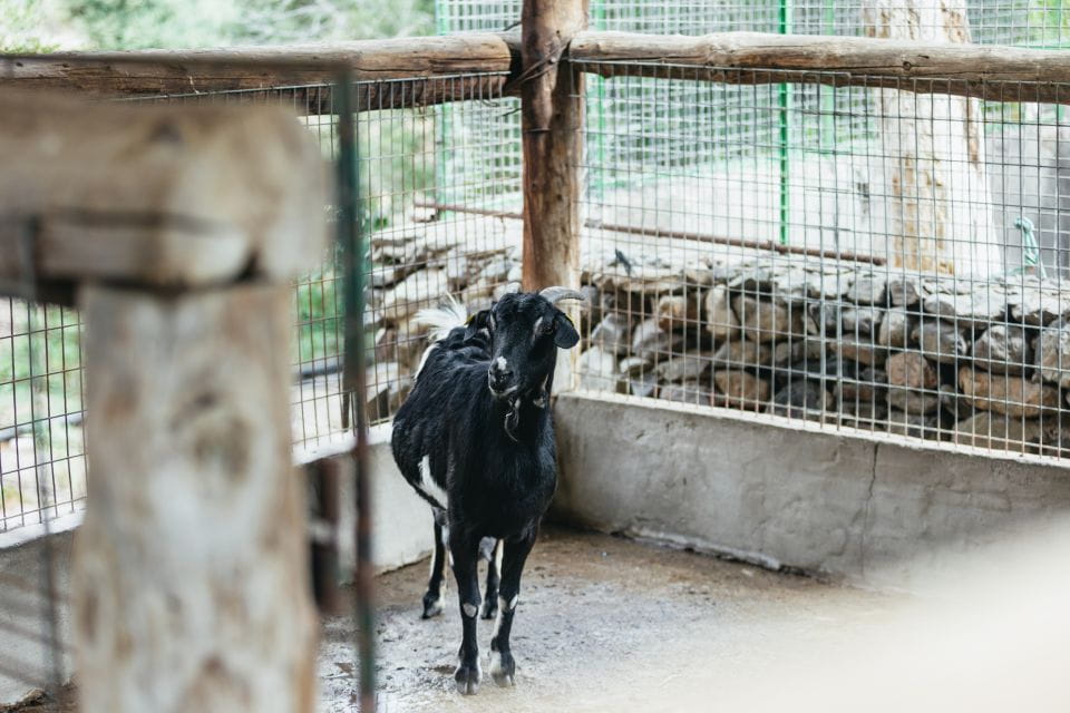 Gran Canaria: Camel Ride Safari W/ Optional Food & Transport - Booking Information