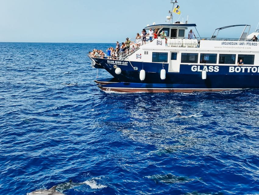 Gran Canaria: Catamaran Dolphin Watch Cruise With Snorkeling - Cruise Details