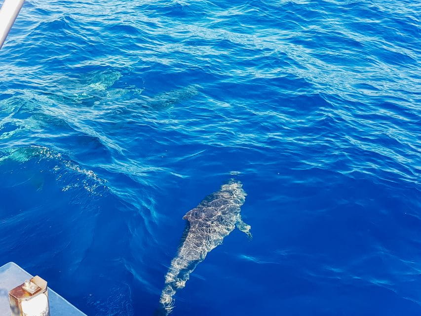 Gran Canaria: Catamaran Dolphin Watch Cruise With Snorkeling - Booking Process