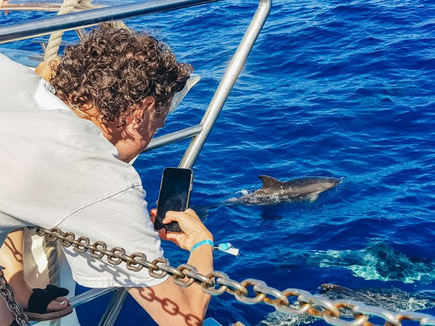 Gran Canaria: Catamaran Dolphin Watch Cruise With Snorkeling - What to Expect