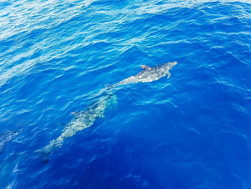 Gran Canaria: Catamaran Dolphin Watch Cruise With Snorkeling - Things To Know